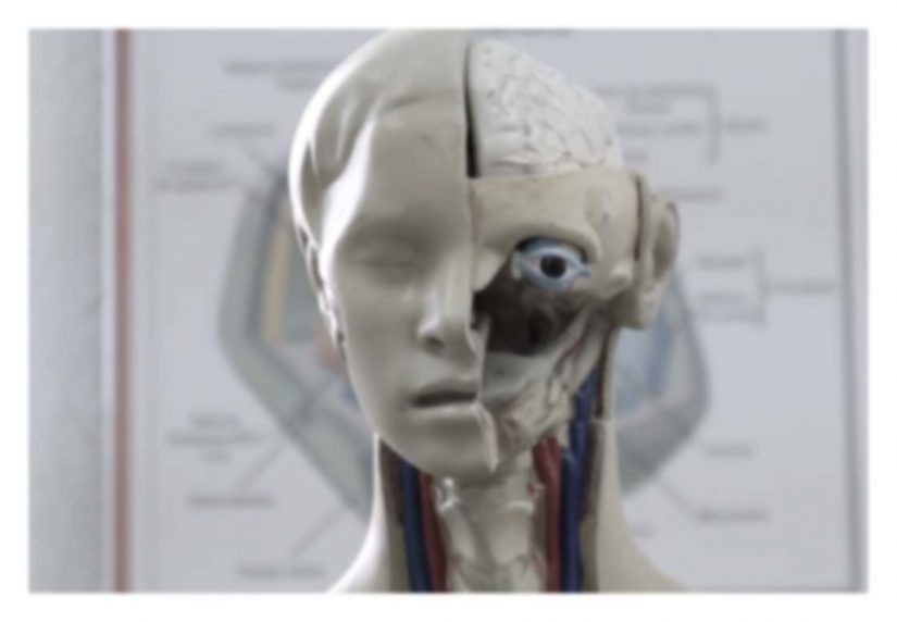 plastic model human head physiology, blurred